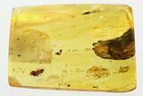 Fossil Springtail (Collembola) and Plant Debris In Baltic Amber #307699-1